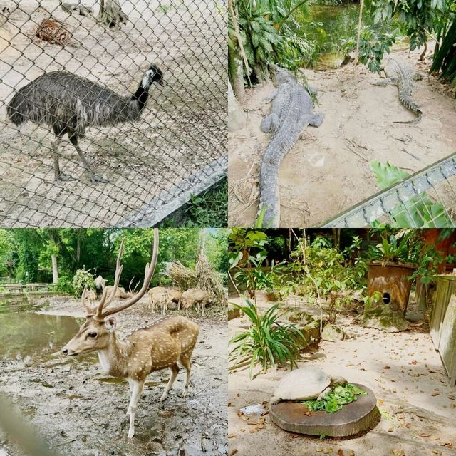 馬來西亞動物園🦛🐘🦘🦒🦛🦏🦓🐅