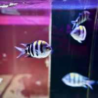 "Exploring Marine Wonders at Pusat Ikan Hiasan Port Dickson"