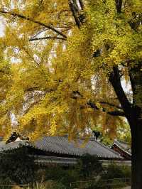 Jeonju in autumn