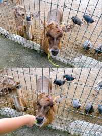 Outdoor Adventure at Desaru Mini Zoo
