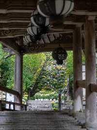 奈良の絶景✨カラフルな菊の花○○○鉢 菊の回廊2024開催中10/5~12/8迄。