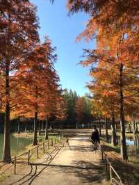 Damyang Metasequoia-lined road is very picturesque in autumn