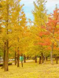 단풍 시즌 가야할 부산 단풍 명소 모음💛