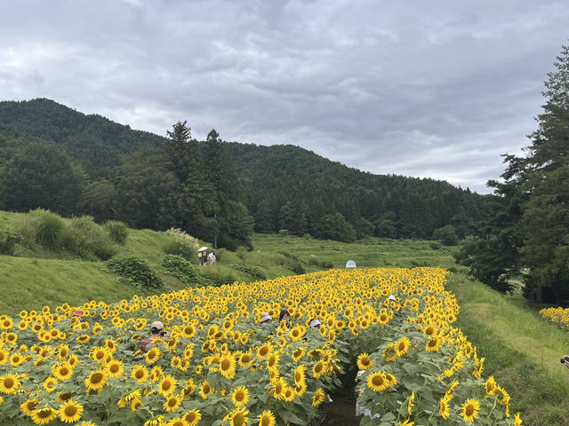 国営アルプスあづみの公園@長野・安曇野🌻