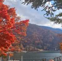 ใบไม้เปลี่ยนสี nikko