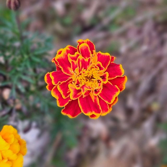 문경 가을꽃구경🌼