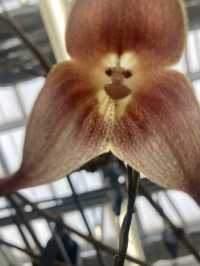 【調布市】東京で楽しめる自然スポット植物園🌿‬