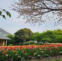 五彩繽紛的鬱金香花海〔名花之里〕