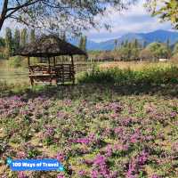 Lovely Jaraseom Flower Garden