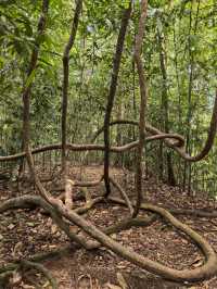 Encounter Orang Utan in Gunung Leuser National Park