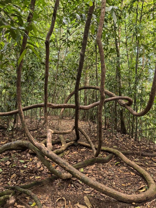 Encounter Orang Utan in Gunung Leuser National Park