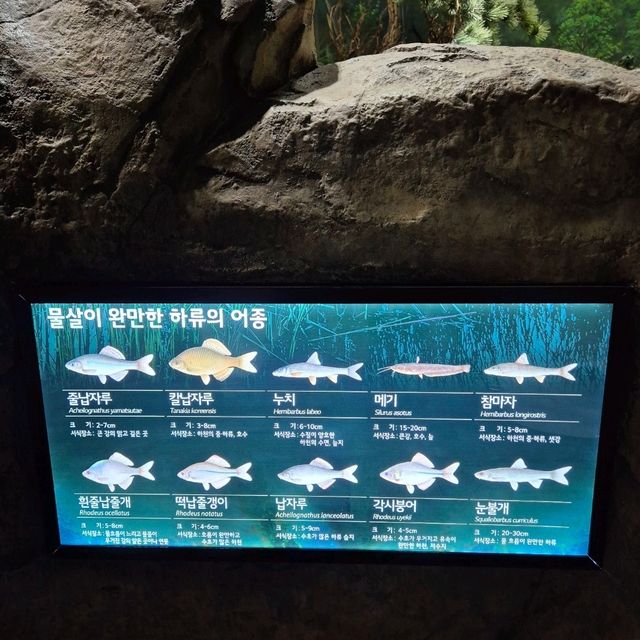 🌍 자연 생태를 배울 수 있는 교육적이고 평온한 공간 화담숲자연생태관🌍