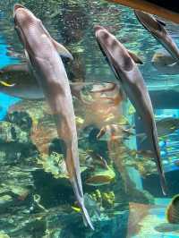 제주 실내 데이트 장소 찾는다면 여기 가세요🐠