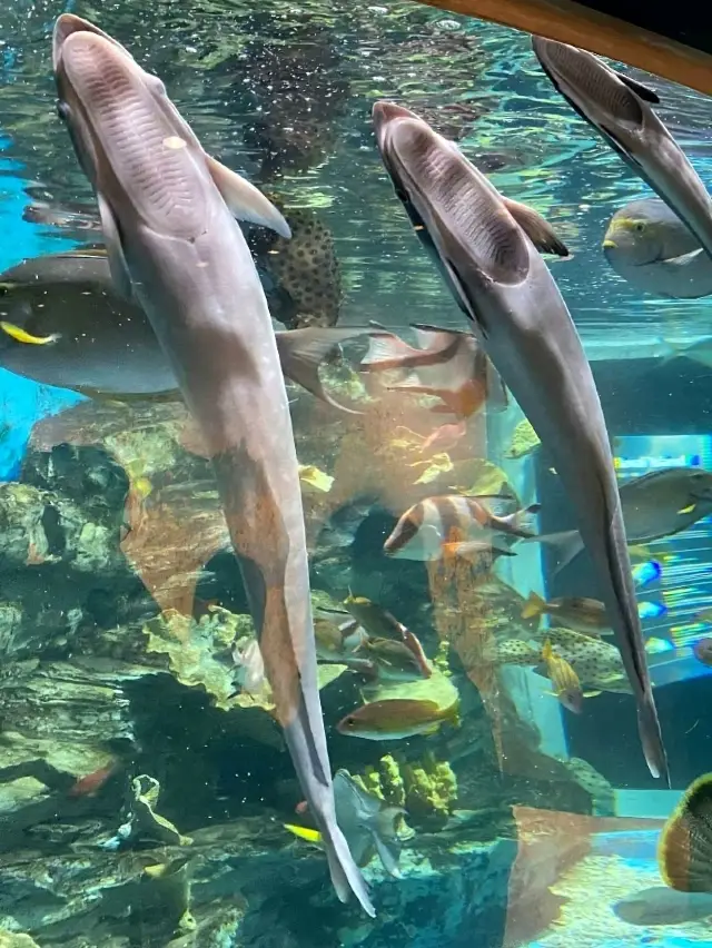 제주 실내 데이트 장소 찾는다면 여기 가세요🐠