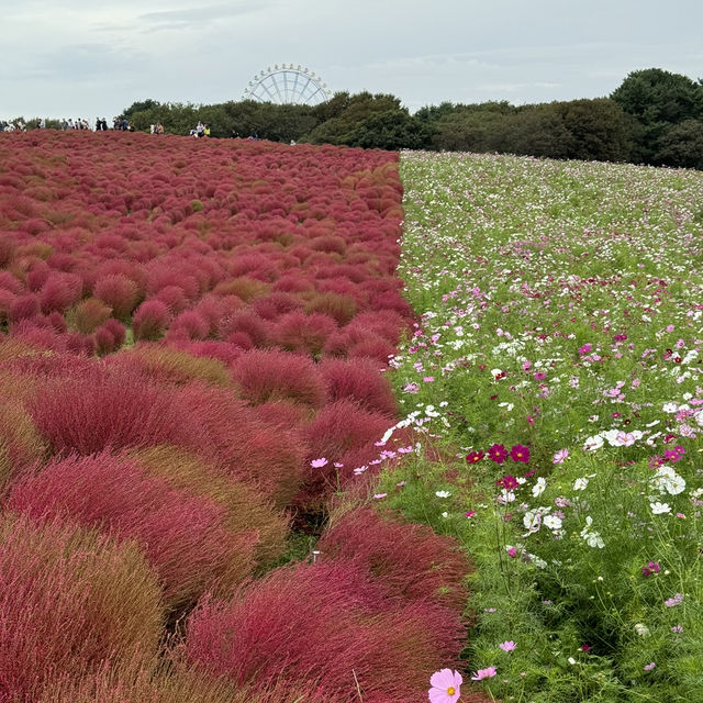 Let Nature’s Colour Paint Your Soul! -Hitachi Seaside Park