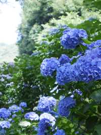 名古屋愛知縣：紫陽花之里