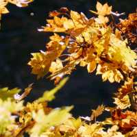 紅葉の季節になりました🍂