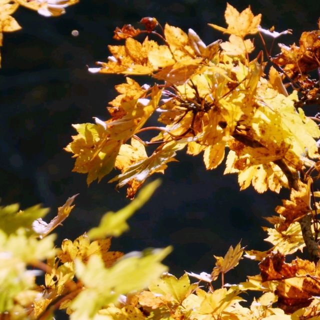 紅葉の季節になりました🍂