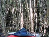 Khlong Sang-Ne คลองสังเน่ห์ (ป่าไทรโบราณ) พังงา