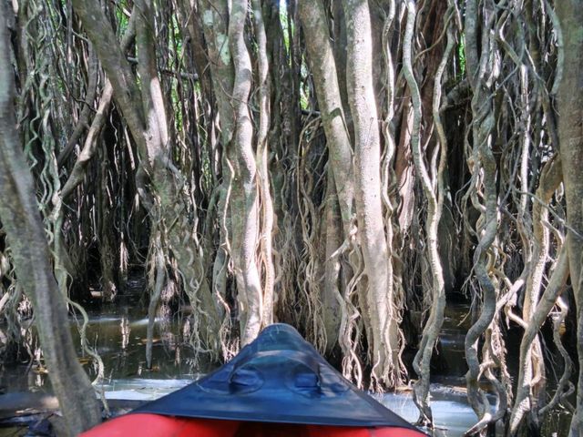 Khlong Sang-Ne คลองสังเน่ห์ (ป่าไทรโบราณ) พังงา