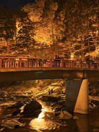 【紅葉特集】これ無料でいいの⁉️一生に一度は見たい紅葉ライトアップ🍁✨