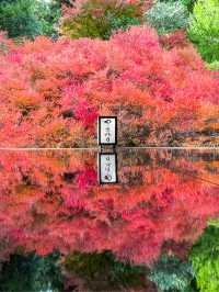 兵庫観光🍁安国寺のドウダンツツジ🍂美しいリフレクション😊🪞✨