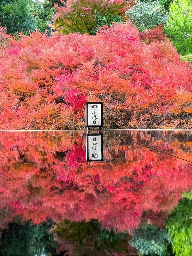 兵庫観光🍁安国寺のドウダンツツジ🍂美しいリフレクション😊🪞✨