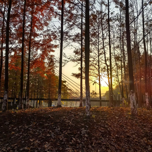後湖濕地：美麗紅杉秋色🍂🌳