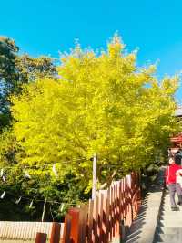 【神奈川県/鎌倉　生命力を感じる”大銀杏”の紅葉が美しい『鶴岡八幡宮』】