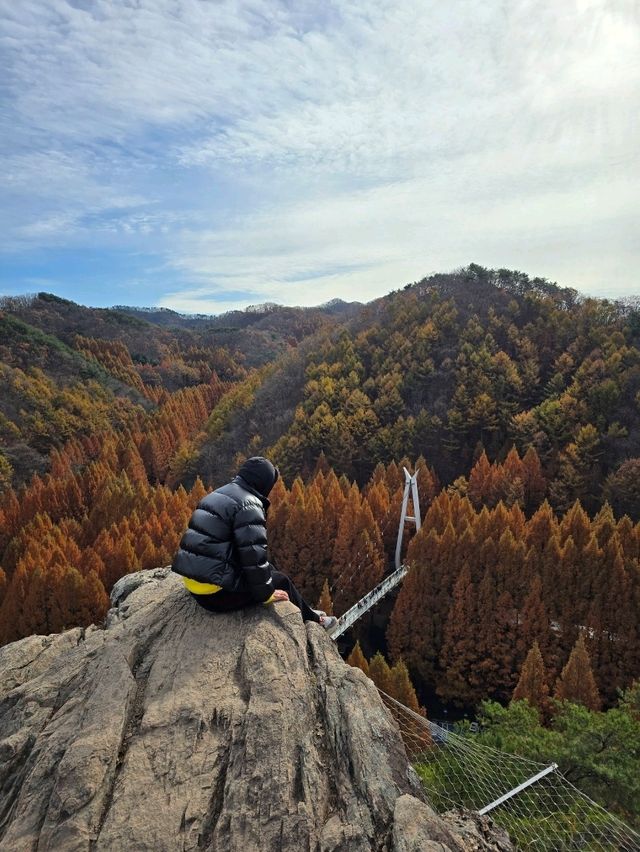 역대급 키큰 메타세콰이어가 있는 휴양림