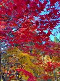 京都南丹の美しい紅葉🍁龍穏寺の秋🍁