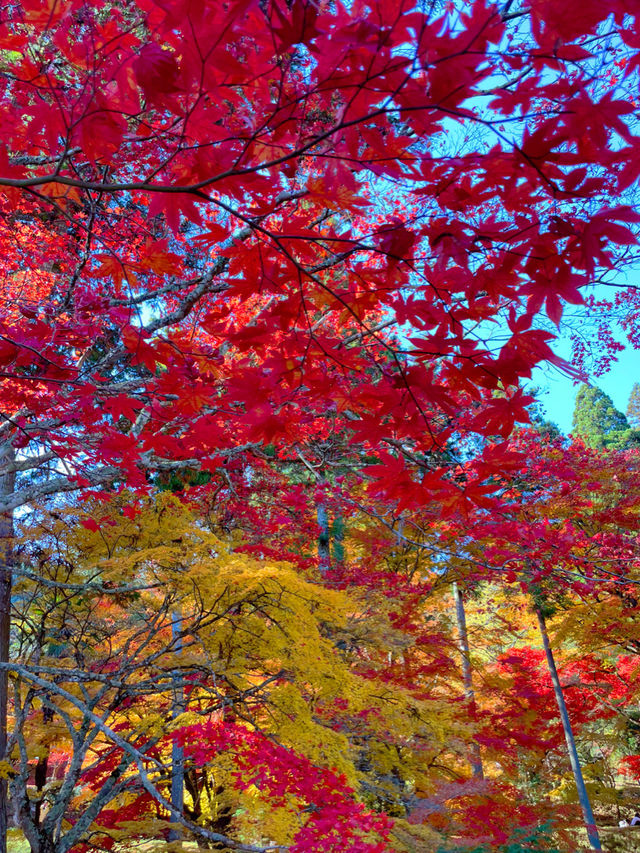 京都南丹の美しい紅葉🍁龍穏寺の秋🍁