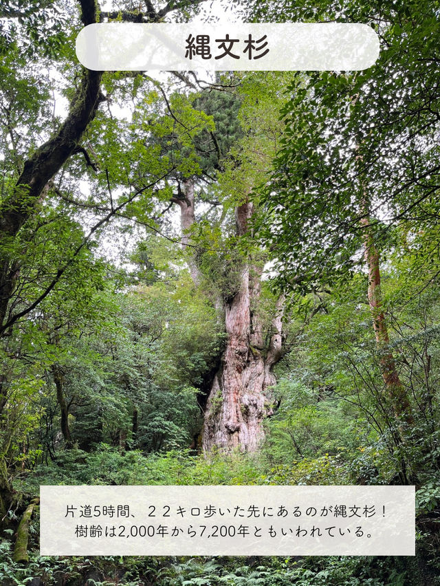 【屋久島】縄文杉を見にいくトレッキングツアーに参加した時の記録