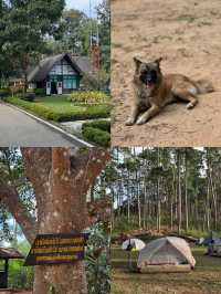 ดอยขุนตาลเดือนธันวา 🏕️🌿🌳✨