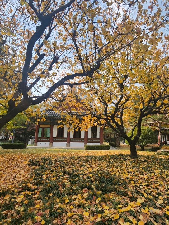 은행잎 가득히 떨어져 가을느낌 가득한 감영공원🌳