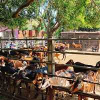 ～文山市民農園～小動物的“歡樂大派對”～