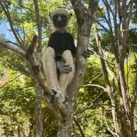 Amazing trip to Morondava, Madagascar