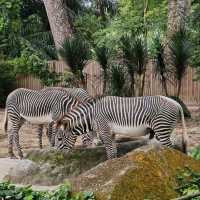 Singapore Zoo and River Wonders - Perfect plan for weekend Getaways