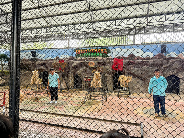 สวนสัตว์ ศรีอยุธยา ไลอ้อนปาร์ค