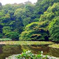 A stunning irises hidden garden in the heart of Tokyo