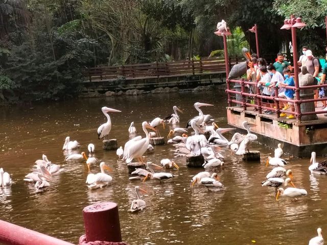 Jurong Bird Park