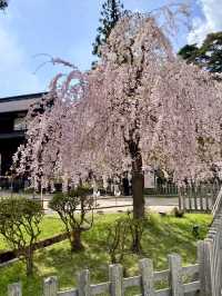 Hirosaki Park: A Cherry Blossom Paradise