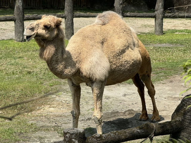 走進台北市立動物園：生命的奇妙🌍🐾