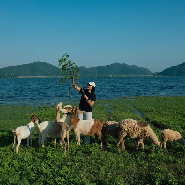 “ปราณบุรี”มุมนี้ทั้งสวยทั้งชิลฟีลตปทมากกก🐑🏞🐐 