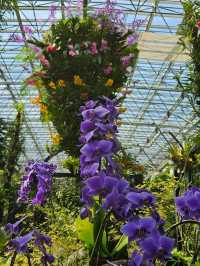 【熱帯の植物が一年中楽しめる】