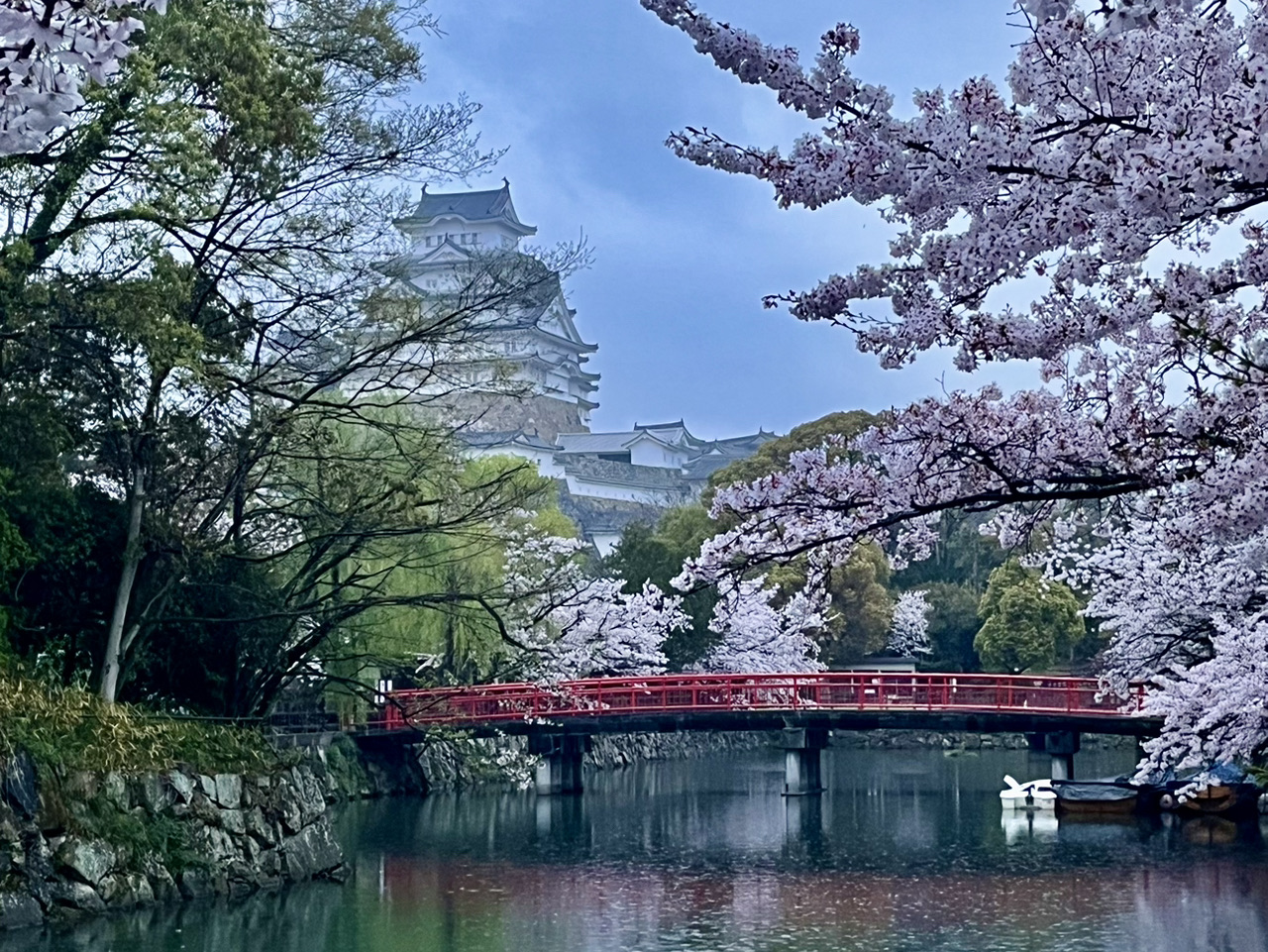 Himeji blossoms! Himeji castle framed by delicate Sakura