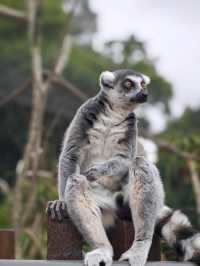 A day in Melbourne Zoo
