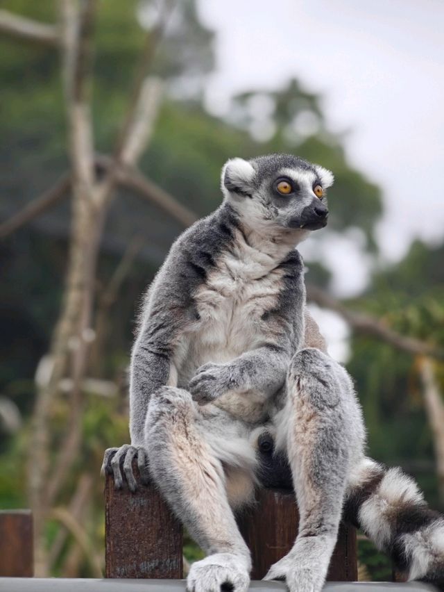 A day in Melbourne Zoo