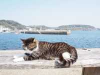 🐈 福岡「貓島」相島 交通攻略 🚢