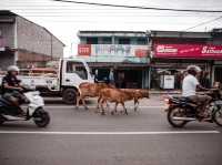 斯里蘭卡Ella小鎮街頭日常：現代車流與悠閒牛群的共存風景